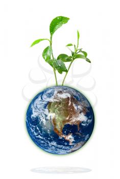 Royalty Free Photo of a Plant Growing Out of Earth
