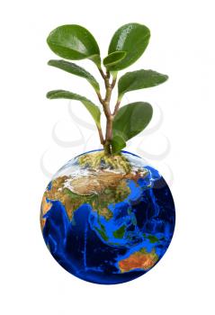 3d Earth planet with plant on white background.