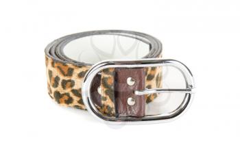 leopard belt isolated on a white background