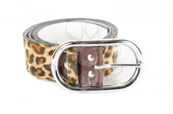 leopard belt isolated on a white background
