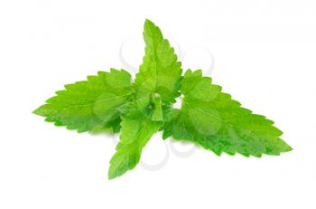 Green fresh mint isolated on white background