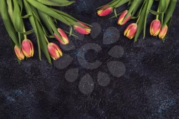 Tulips on darken concrete background for Mother's Day, spring time or Easter theme.