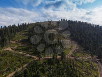 Felled forest view in beauty day in the mountains in Altay. Aerial shot on drone