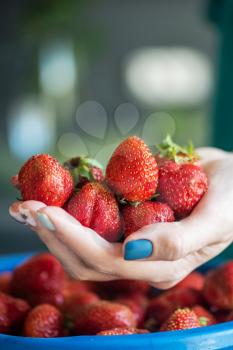 A bucket of ripe delicious strawberries, and woman hand hold berry