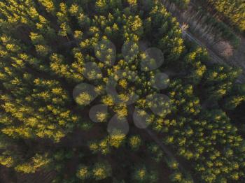 Aerial view of summer siberian forest