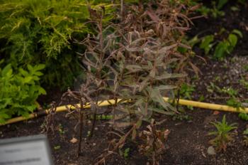 Ripe Willow-herb meadow. Chamerion Angustifolium, Fireweed, Rosebay Willowherb