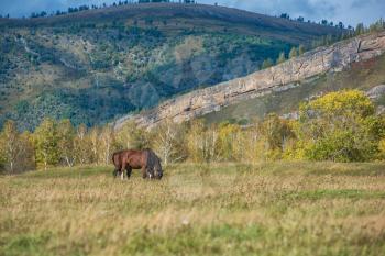 Wild horse in Altai mountain. beauty autumn day