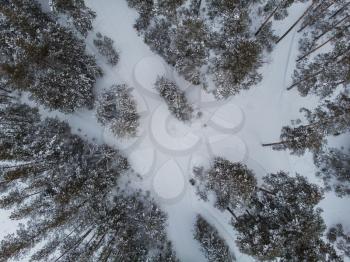 Aerial view of winter siberian forest