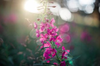Summer wild flower lupine closeup on sunset.