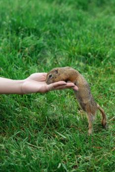 Woman hand feeding gopher in the summer park