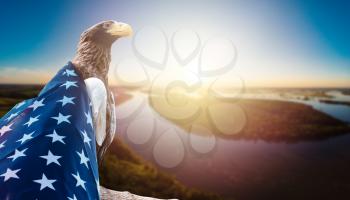Eagle With American Flag on sunset river background