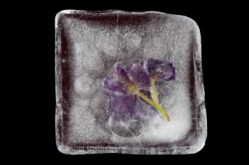 Beautiful violet flowers frozen at ice