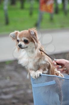 bicycle walking with dog chihuahua puppy