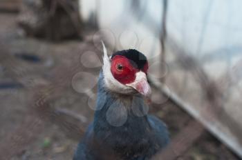 Single pheasant bird photo closeup