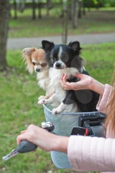 bicycle walking with dogs chihuahua puppy