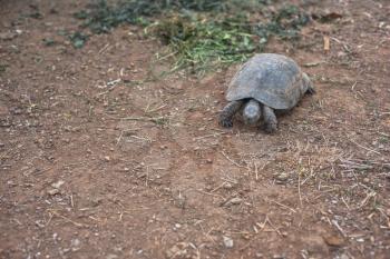 Photo of the turtle on the land