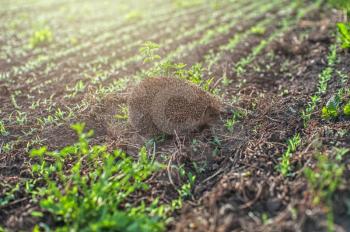 hedgehog at the green field