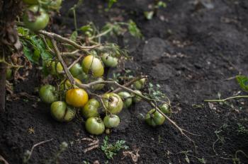 Fresh harvesting tomatoes on the ground