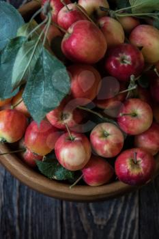 Fresh harvest of apples an a wooden background, nature fruit concept