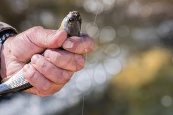 Fisherman holding caught grayling at the altai mountain river background