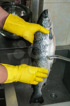 Hands in gloves washing and cleaning salmon fish at the kitchen sink