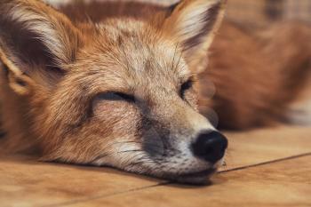 Beautiful red fox closeup portrait