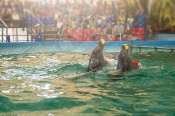 Two dolphins at dolphinarium on performance