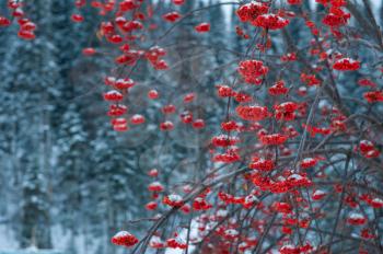 Rowan tree with branches of berries in the winter forest