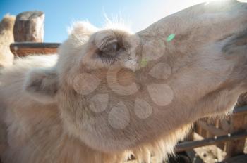 Closeup portrait of the white camel on a beautiful sunny day