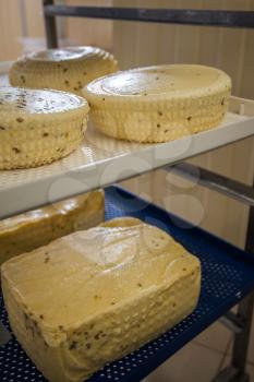 aging cheese heads with white and blue mold