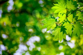 Royalty Free Photo of a Leafy Background