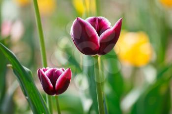 Royalty Free Photo of Purple Tulips