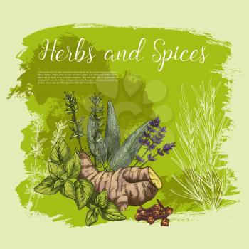 Herbs and spices sketch poster. Vector peppermint and ginger root, cloves seeds and spicy sage leaf. Seasonings and culinary herbal condiments of basil or oregano, rosemary, sage bay or thyme