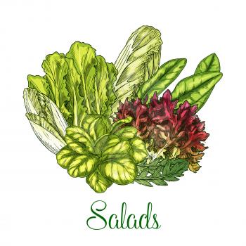 Salads poster of leafy vegetables and lettuce veggies. Vector bunch harvest of chicory and oakleaf lettuce, watercress or corn salad and pak choi or gotukola, collard leaf and arugula or swiss chard c