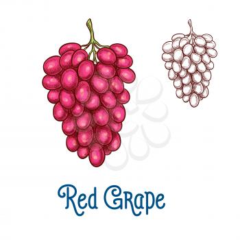 Red grape fruit isolated sketch. Bunch of ripe grape with pink berry for wine drink label, organic vineyard harvest symbol, healthy food and winery themes design