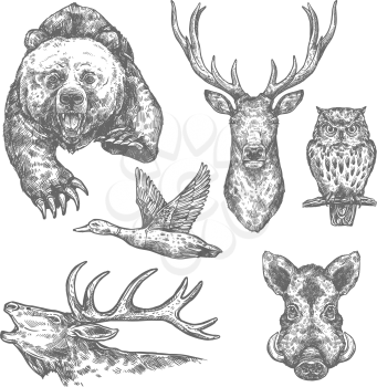 Wild animal and bird isolated sketch with bear and deer, moose and owl, boar, elk and duck. Carnivore and herbivore animal for hunting sport, zoo and woodland wildlife themes design