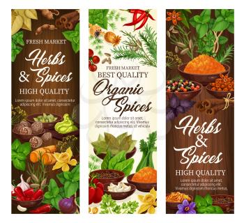 Spices and herbs, organic cooking seasonings and herbal culinary flavoring. Vector chili pepper, vanilla or basil with sage, cinnamon and garlic, celery with anise and ginger spice condiments