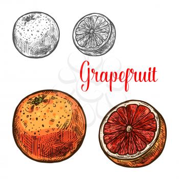 Grapefruit sketch with whole fruit and juicy slice of tropical citrus. Ripe grapefruit with pink peel isolated icon for natural vitamin and juice drink label, healthy vegetarian dessert themes design