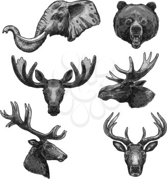 Wild animals heads sketch icons. Vector set of elephant tusks, grizzly bear or forest elk antlers and deer or reindeer for African safari zoo park welcome poster or wildlife nature protection design