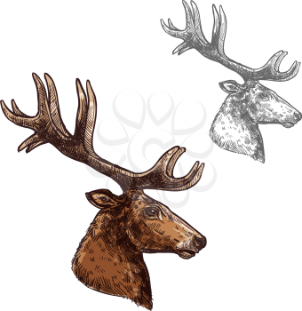 Deer or reindeer head and antlers sketch vector icon. Wild forest stag deer isolated wildlife fauna and zoology symbol or emblem for blazon for hunting sport team trophy, nature adventure club