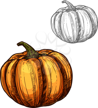 Pumpkin vegetable sketch icon. Vector isolated symbol of fresh farm grown vegetarian pumpkin gourd squash fruit for veggie salad or grocery store and market design
