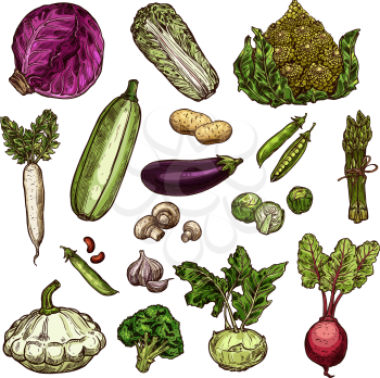 Set of vegetable: potato Peking cabbage, red cabbage or beans, daikon, peas. Vector set of eggplant, Brussels, cabbage or spinach, champignons and beetroot. Vegetable sketch icons of broccoli, squash, garlic or kohlrabi, zucchini, romanesque cabbage