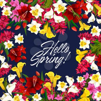 Hello Spring floral poster of garden blooming flowers for springtime season. Vector design of blooming daffodils, lily and crocuses bunch with tulips blossoms for spring holiday greeting card