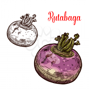 Rutabaga vegetable isolated sketch of root veggies plant. Swedish turnip or cabbage with green leaf, healthy vegetarian food ingredient for salad recipe or farm market label design