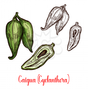 Cyclanthera pedata exotic vegetable sketch with green fruit of caigua plant. Whole and half of slipper gourd with black seed for exotic vegetarian food and farm market packaging label design
