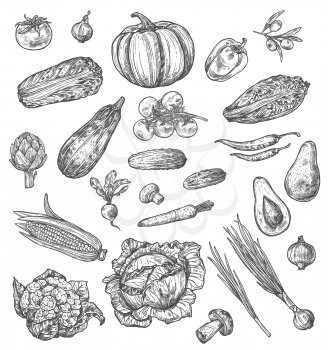 Vegetable and mushroom sketch set of fresh farm veggies and vegetarian food. Pepper, tomato and carrot, cabbage, onion and zucchini, radish, garlic and olives, pumpkin, chili, avocado and corn