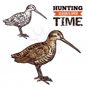 Vector isolated wild forest Eurasian woodcock bird, hunt adventure. Hunting open season, hunter society or hunt club theme dsign