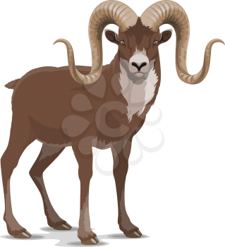 Markhor or screw horn wild vector goat. Flare astore markhor with corkscrewing horns wildlife domesticated animal living in mountains, realistic feral goat rare horned mammal