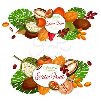Exotic fruits and berries vector posters with tropical star apple, cantaloupe and persimmon, dates, kiwano and marang, miracle fruit, champakka and cupuassu, bael, kuruba. Fruity dessert, food design