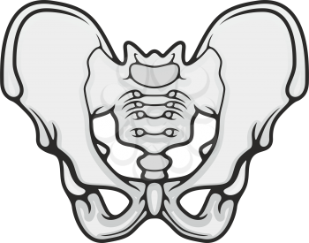 Human skeleton anatomy icon, pelvis bones vector. Body structure element isolated